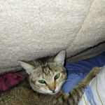 ADTU/2021-24/BAT/050