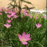 Ms. Trishna Saikia Baruah