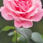 ADTU/L/2019-23/BPS/109