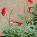 ADTU/2021-24/BPY/033