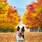 ADTU/2021-23/MAP/005