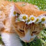 H Swarna Prabha Sharma