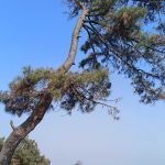 ADTU/2021-23/MBA(II)/025