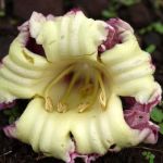 ADTU/2020-23/BMB/052