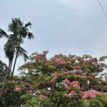 ADTU/2021-24/BBA(IB)/052