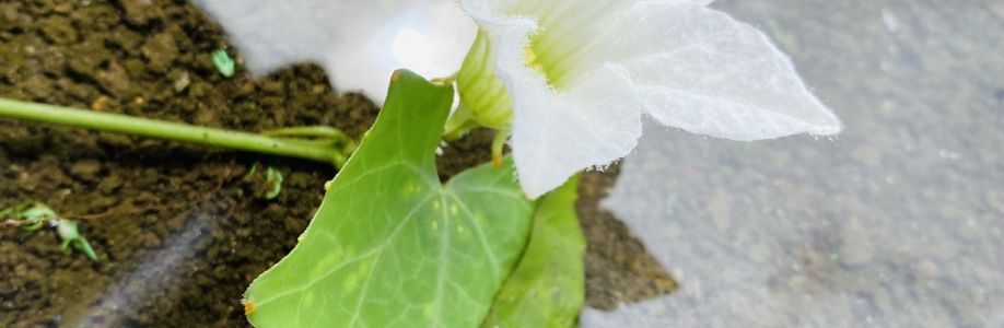 Anna Talamondjila Tshangula