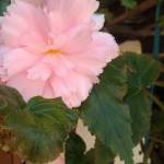 Requeenmery Kharlyngdoh