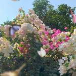 ADTU/2021-24/BBA/039