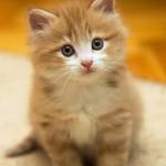 ADTU/2021-25/BNU/041