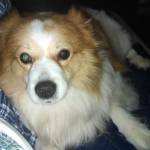 Aquilezia Phoebe Manners 